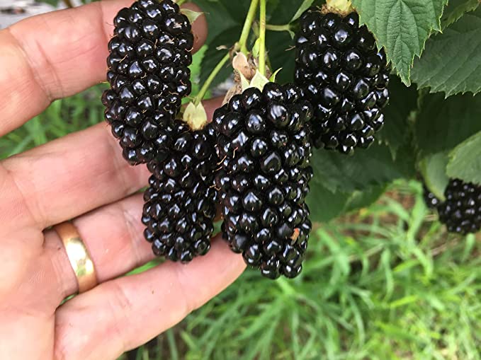 Big Daddy Blackberry Bundle (6-Pack)