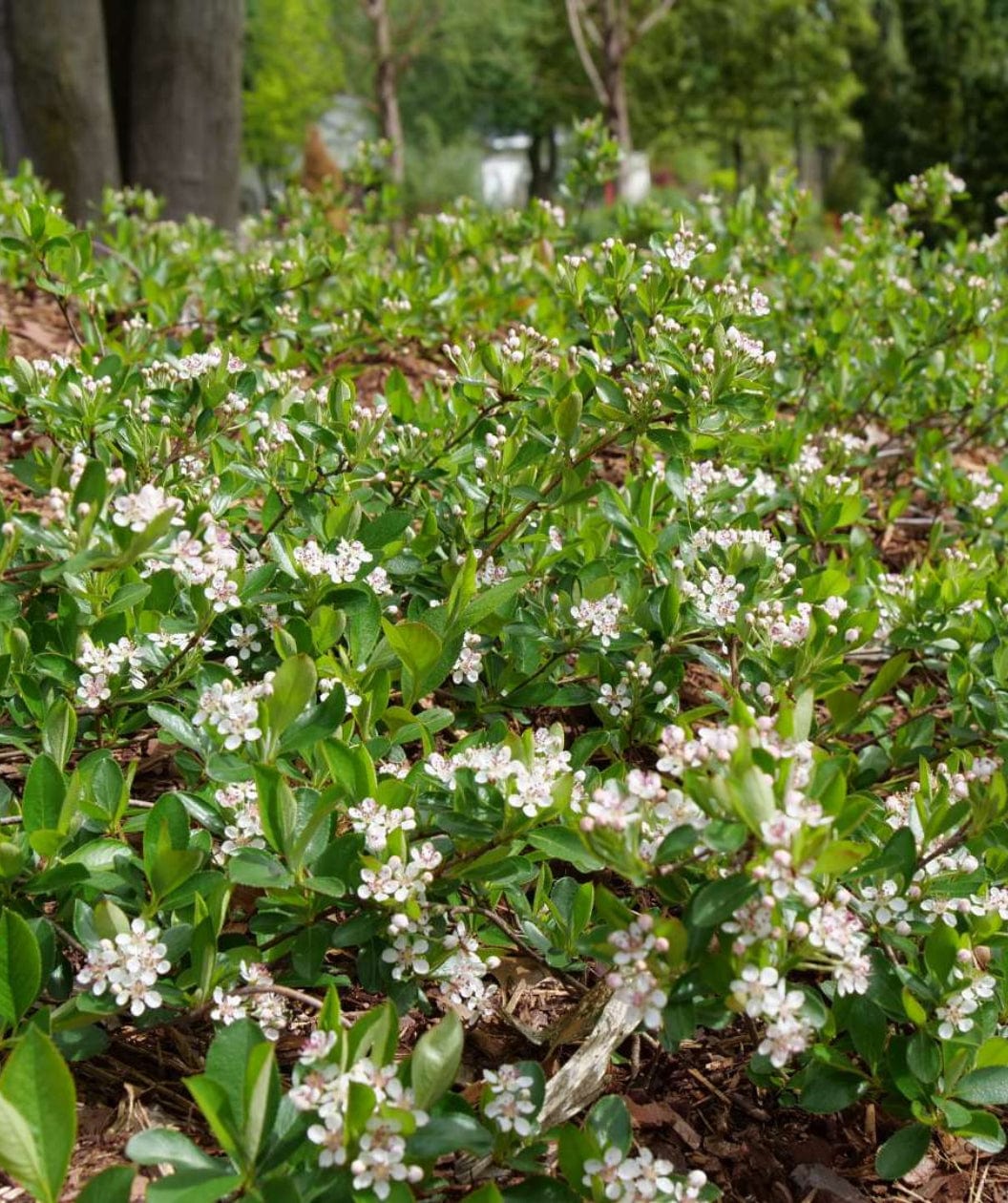 Ground Hug Aronia