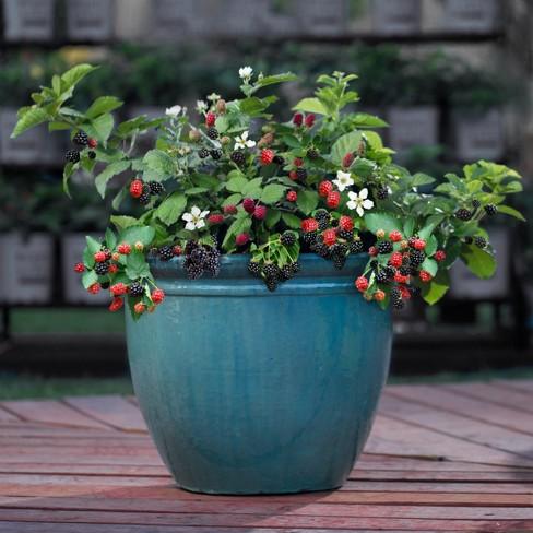 Bushel And Berry® Baby Cakes® Thornless Blackerry