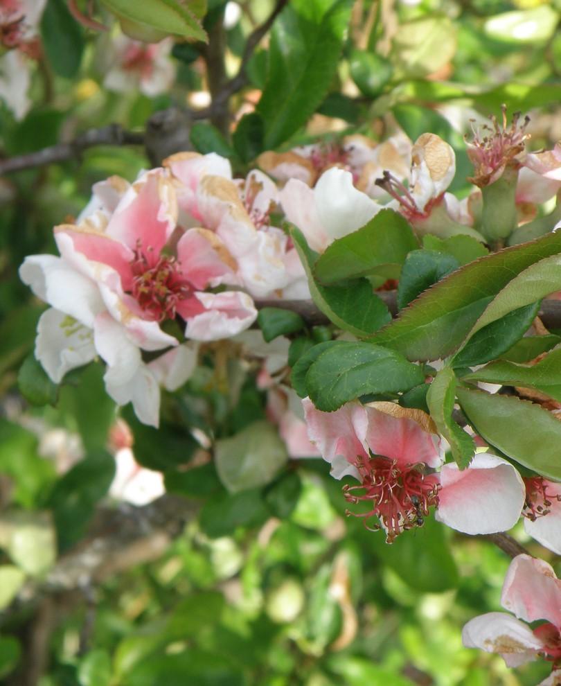 Contorted Flowering Quince