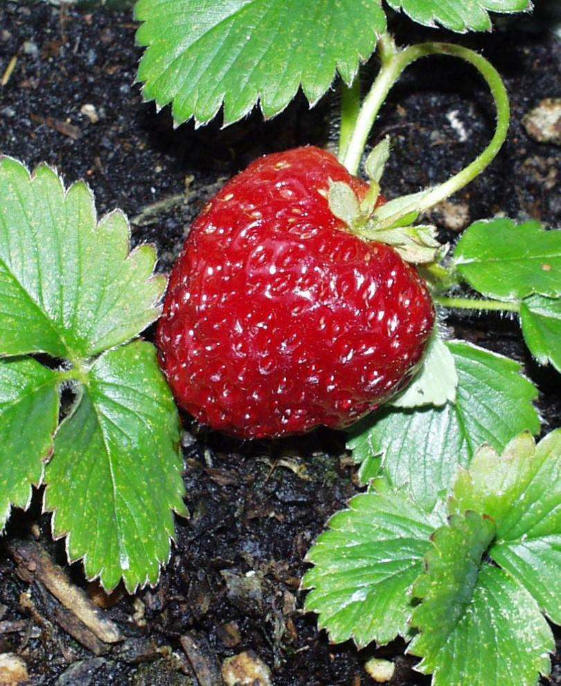 Marshall Strawberry Bundle (6-Pack)