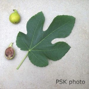 Peter's Honey Fig