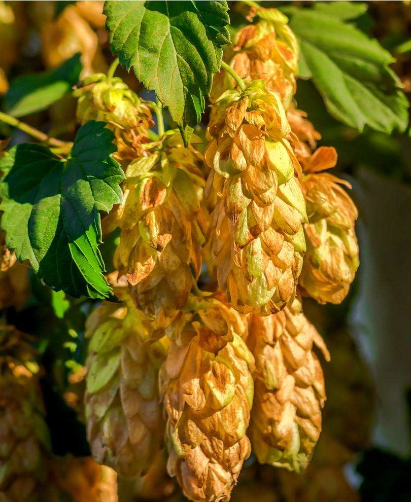 Golden Hops