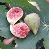Madeleine Des Deux Saisons Fig
