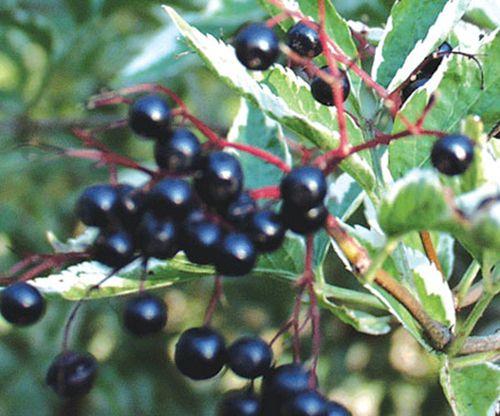 Variegated Elderberry