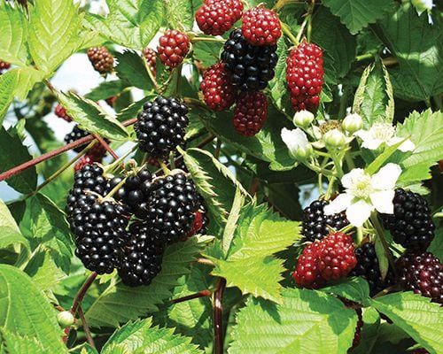 Loch Ness Thornless Blackberry