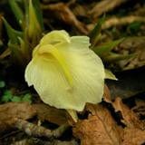 Mioga Hardy Ginger