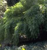 Fargesia Muriale Bamboo