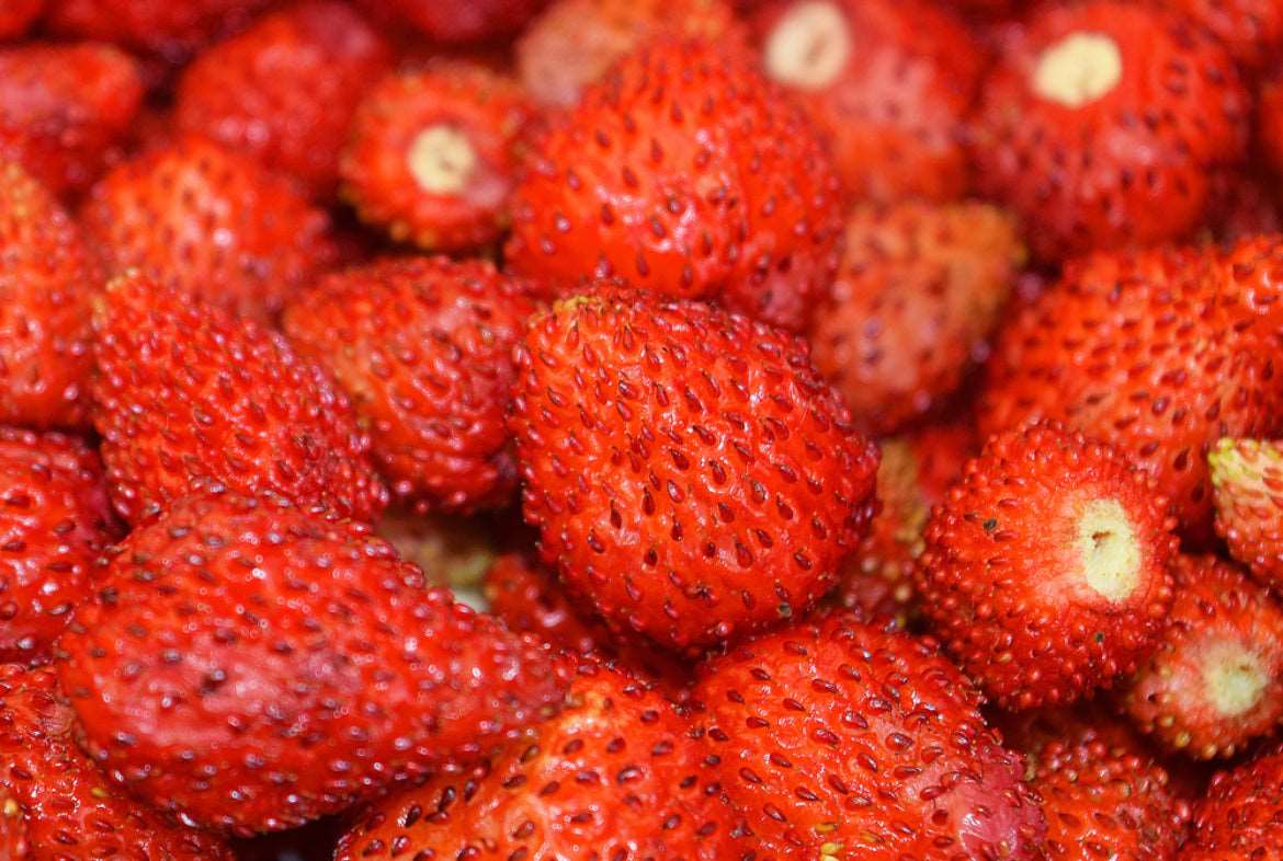 Reine Des Vallees Alpine Strawberry