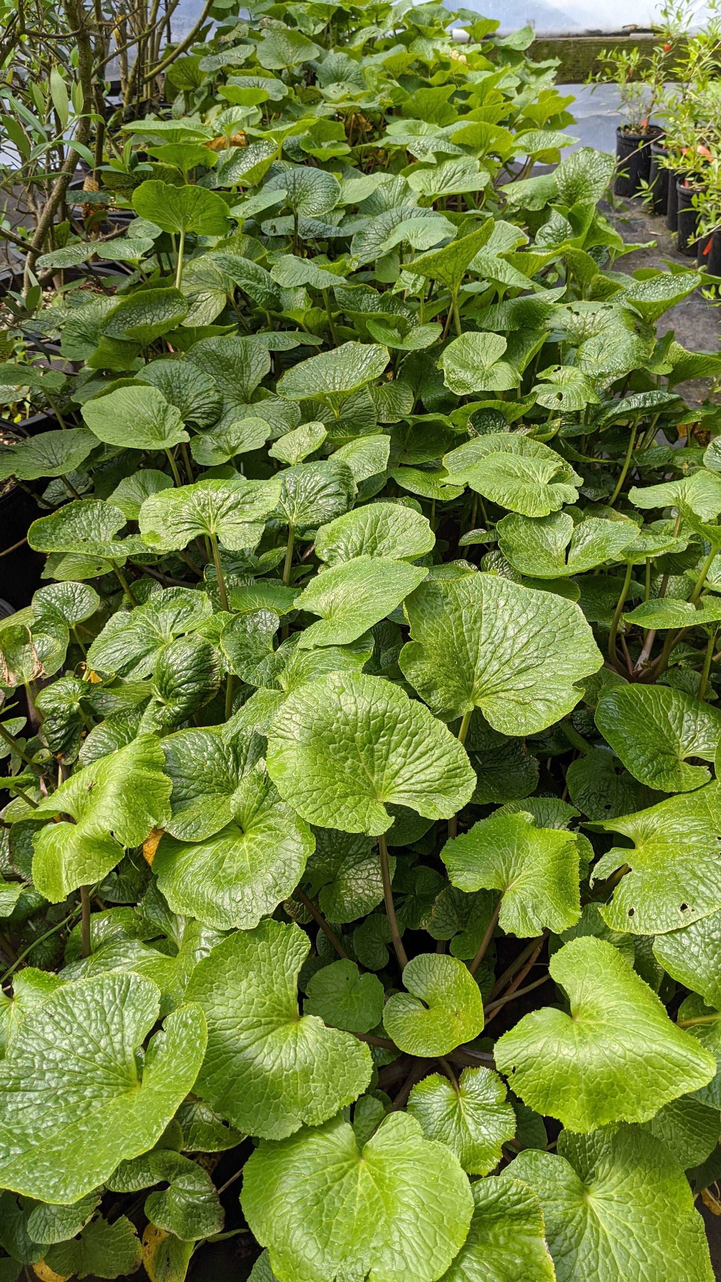 Mazuma Wasabi