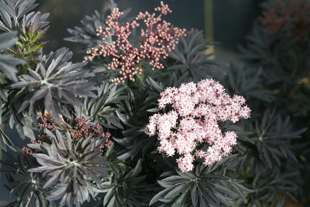 Laced Up® Elderberry