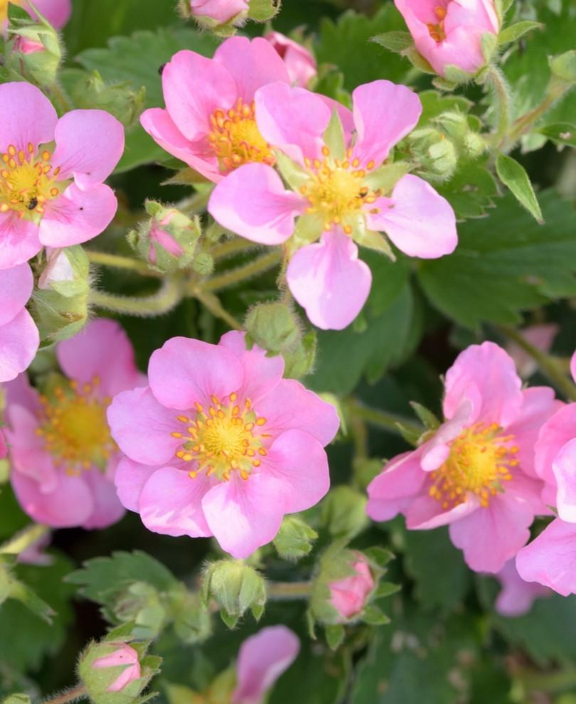 Pink Panda Strawberry