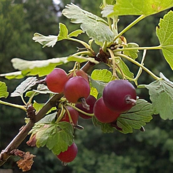 Red Jostaberry