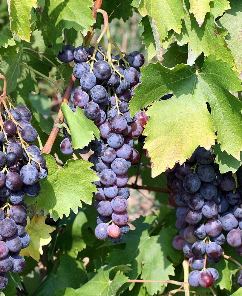 Saturn Seedless Grape