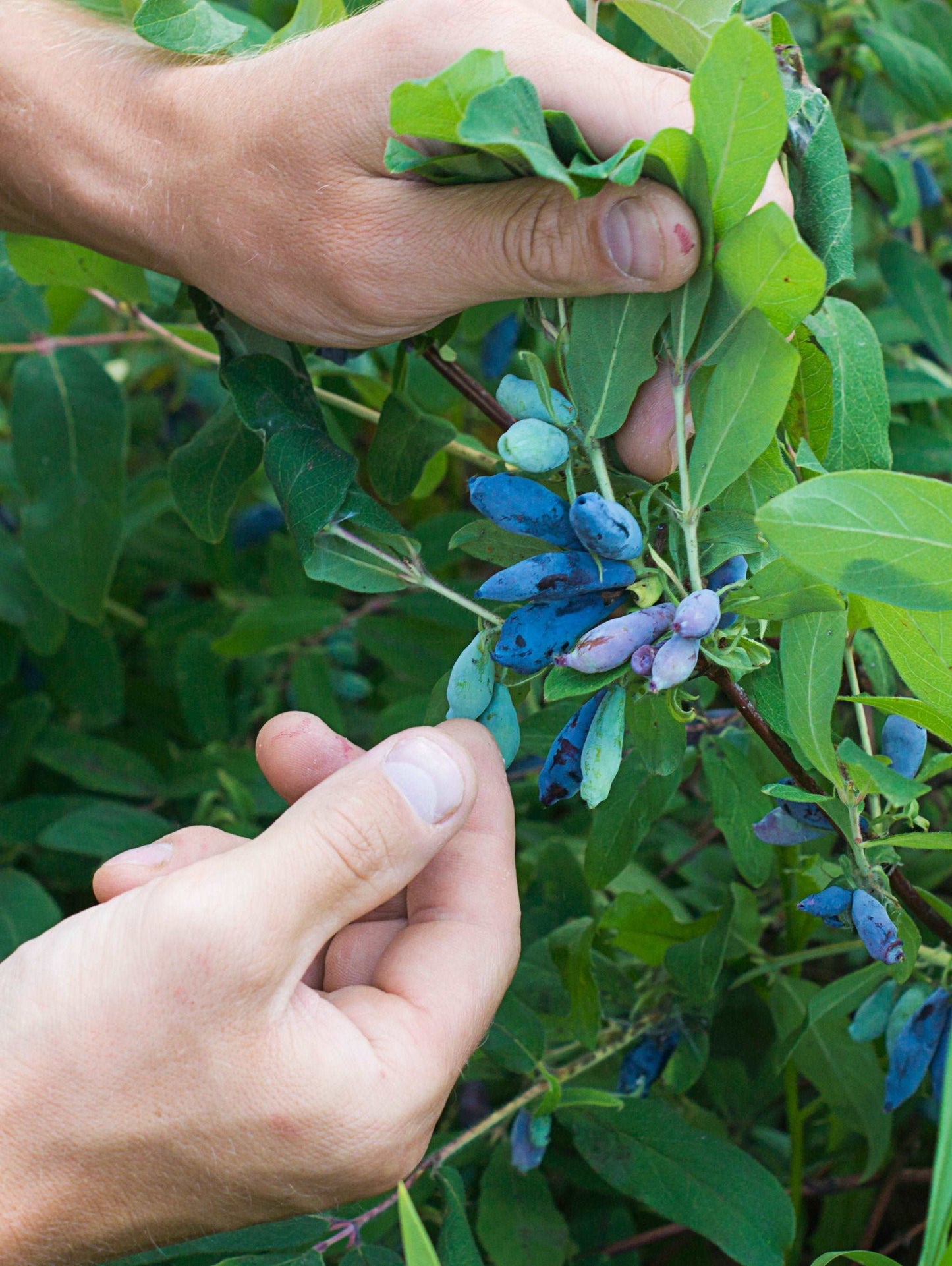 Blue Pacific™ Honeyberry