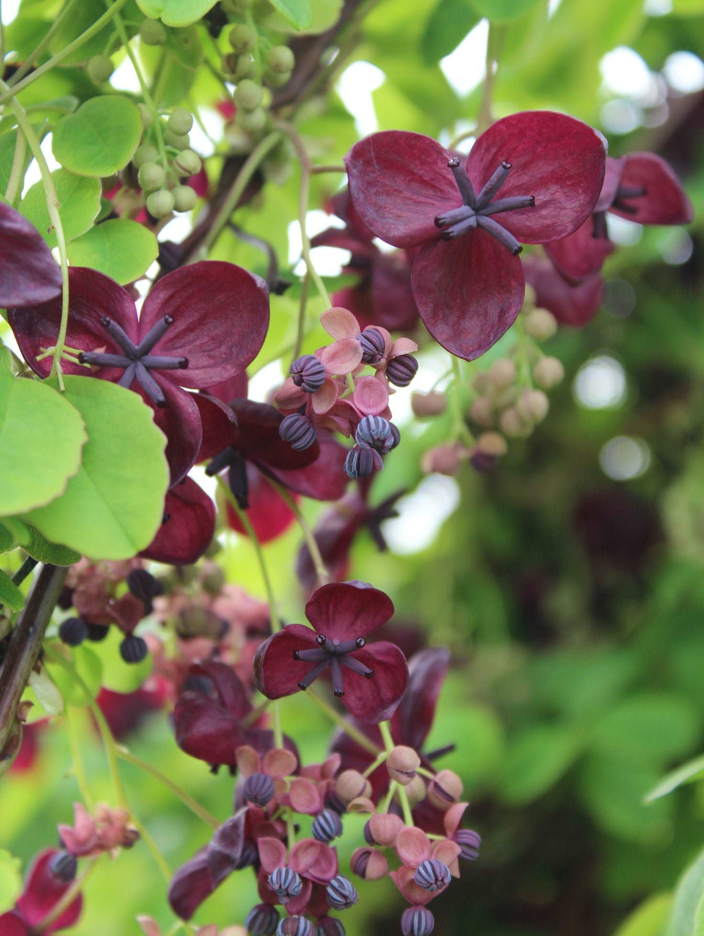 Purple Rose Akebia