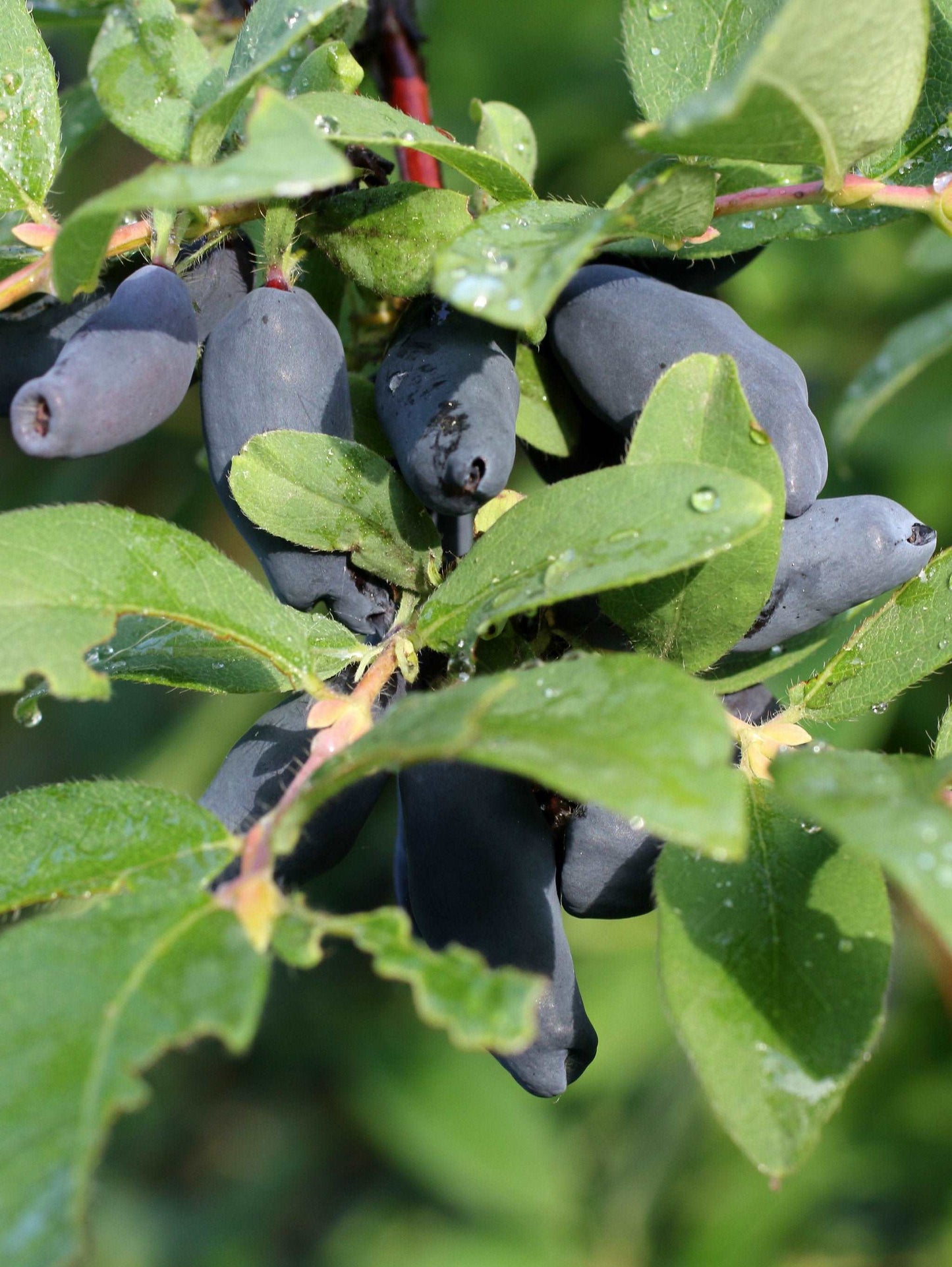 Berry Blue Honeyberry