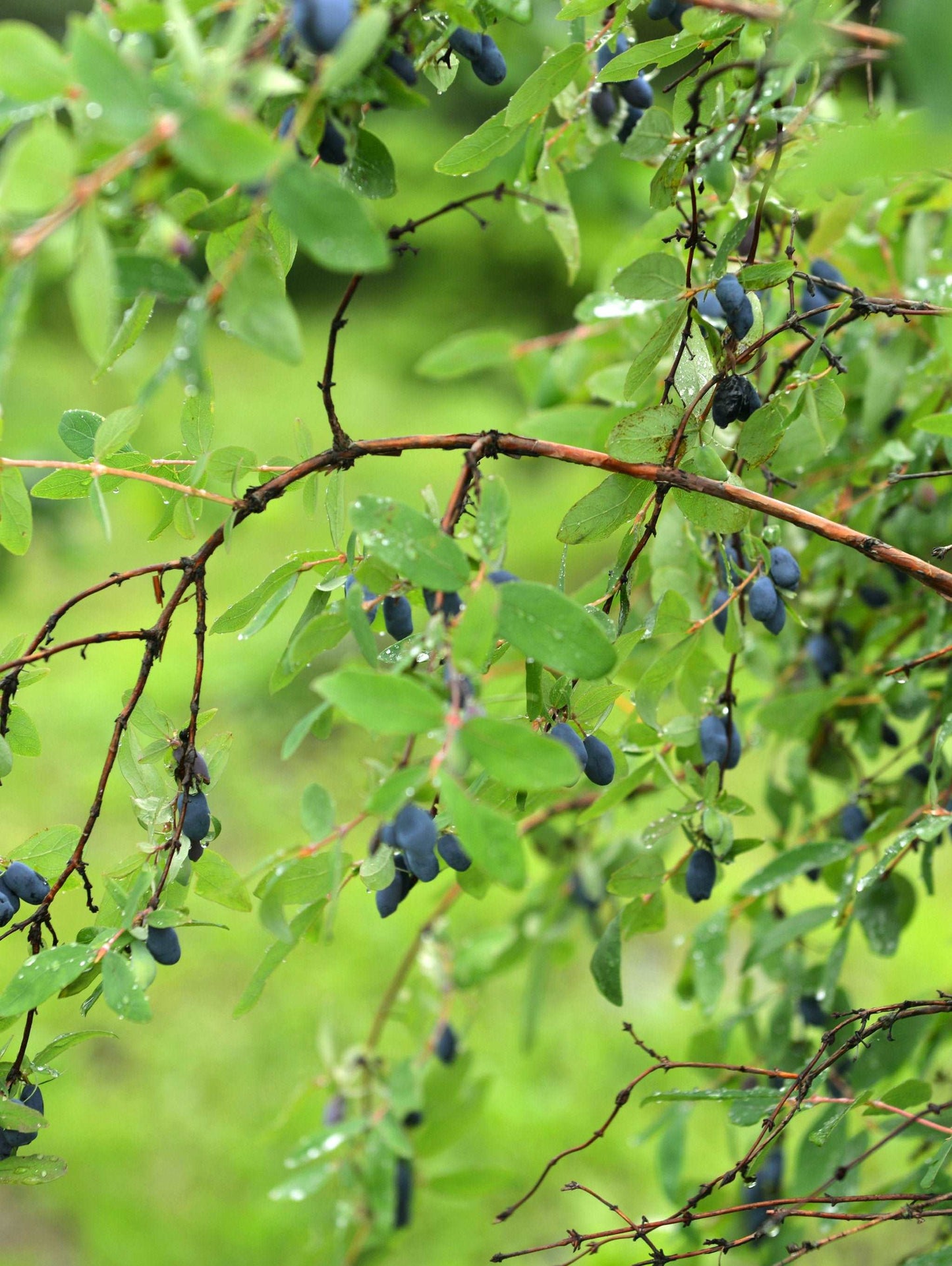 Blue Moon Honeyberry
