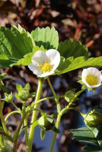Russian Male Musk Strawberry