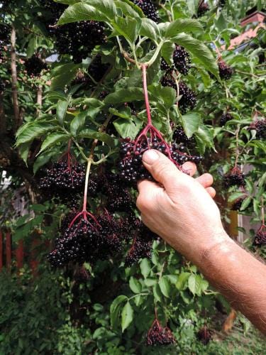 Samyl Elderberry