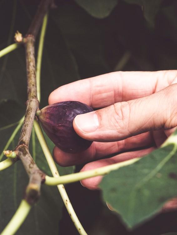 Petite Negri Fig