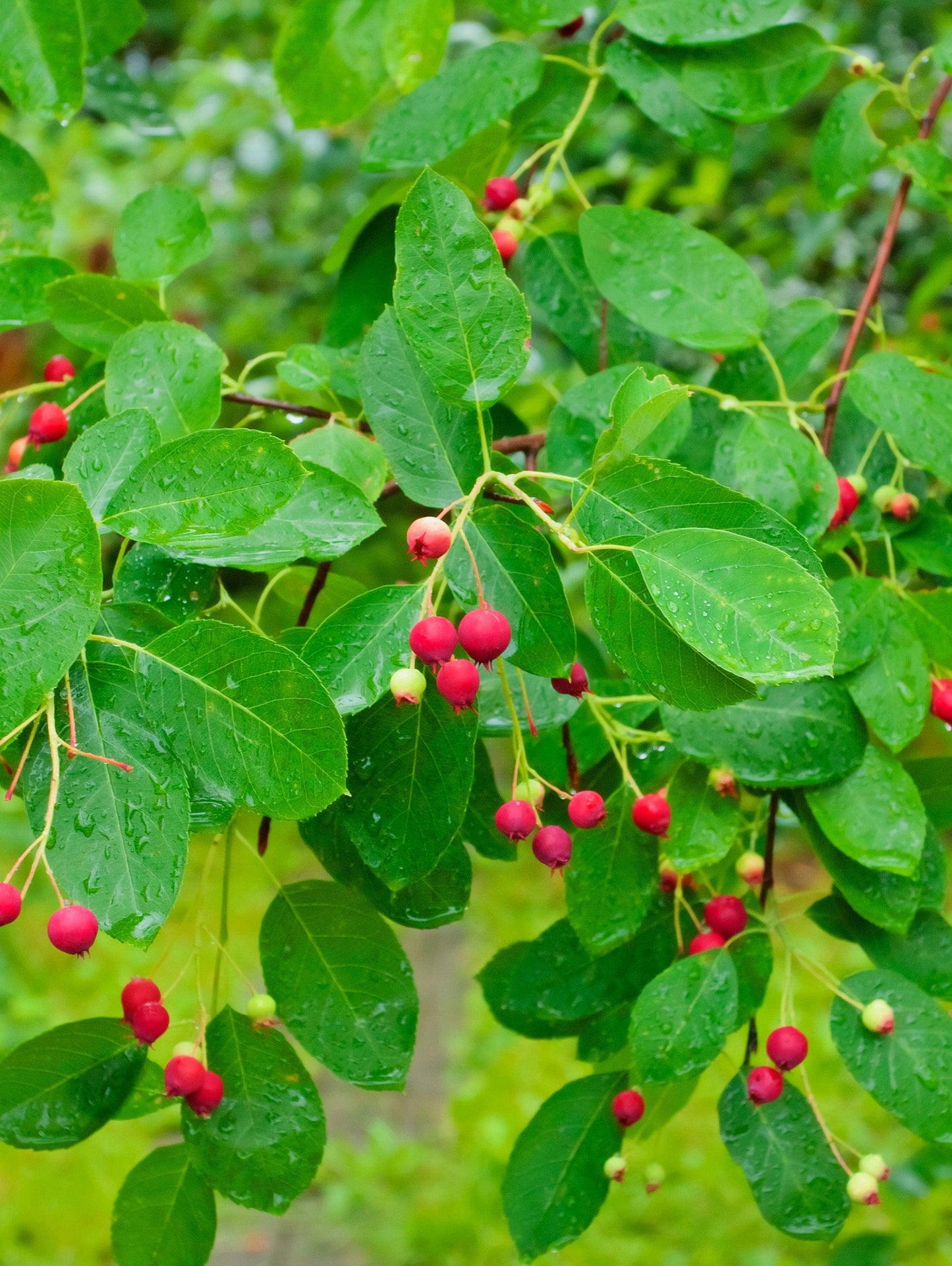 Northline Serviceberry
