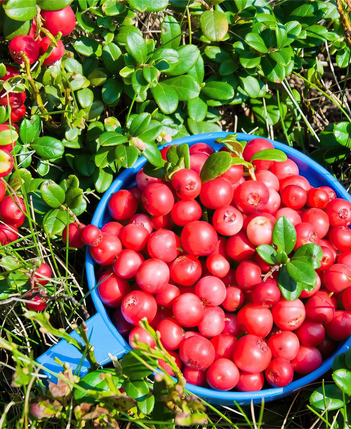 Stevens Cranberry
