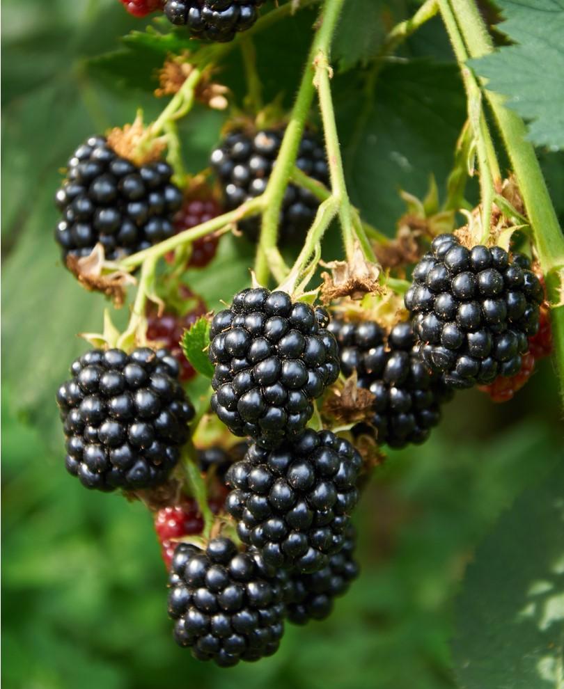 Best Of The Best Blackberry Bundle (6-Pack)