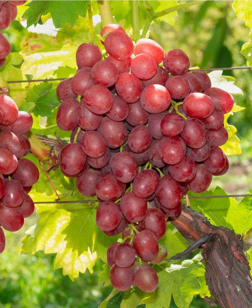 Vanessa Seedless Grape