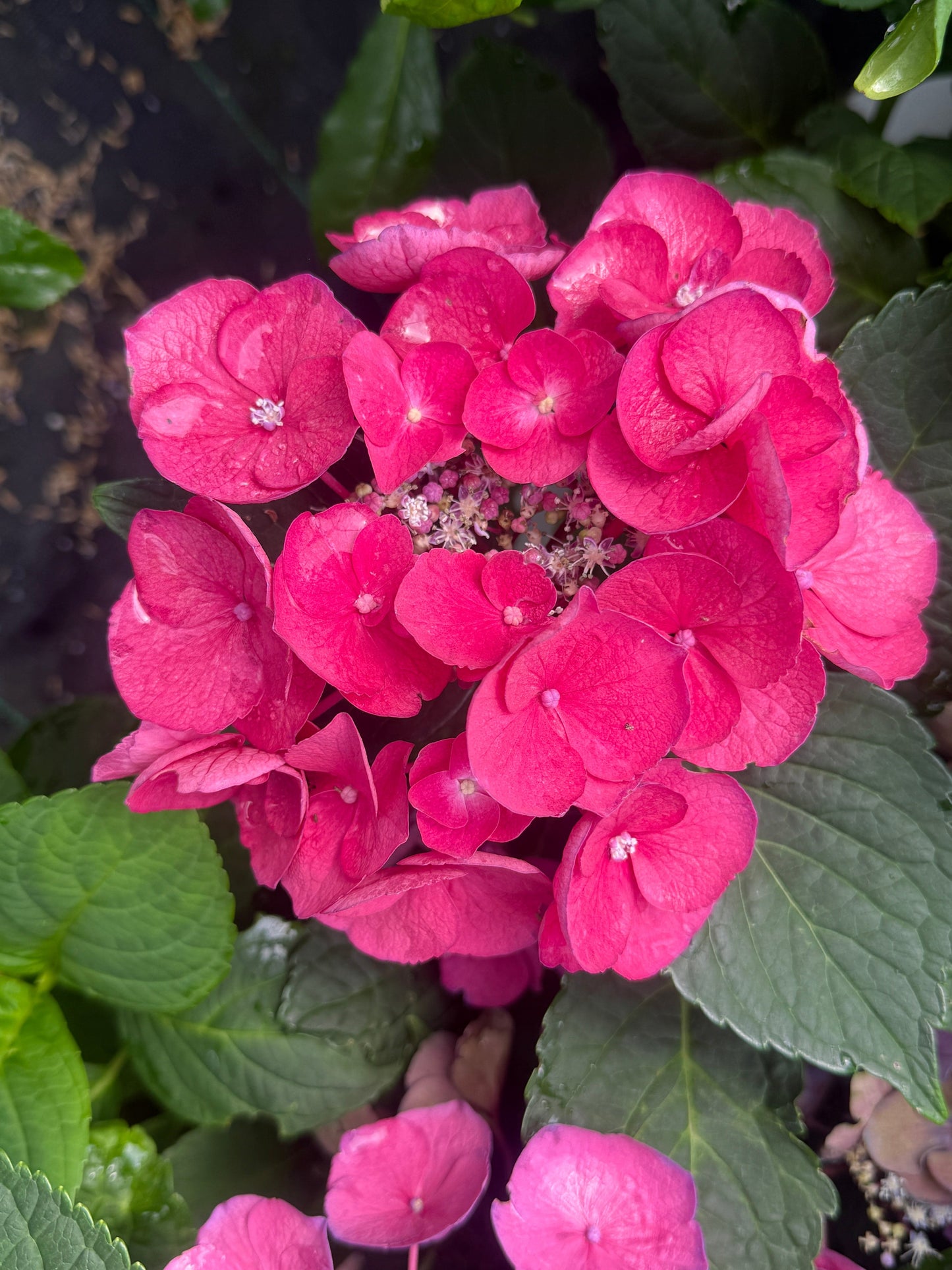  Cherry Explosion™ Hydrangea