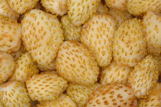  Yellow Wonder Alpine Strawberry