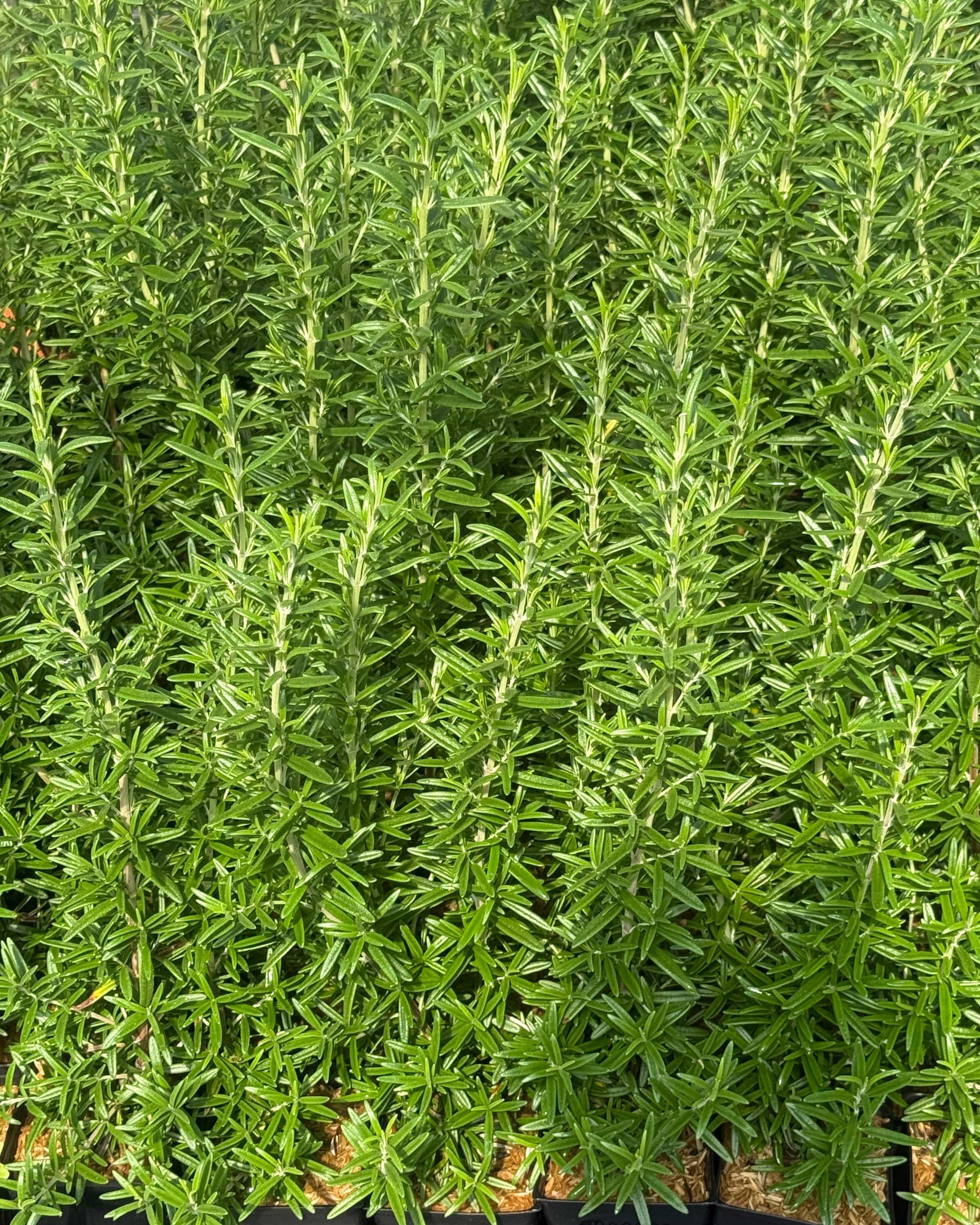  Finest Culinary Rosemary Bundle (6-Pack)