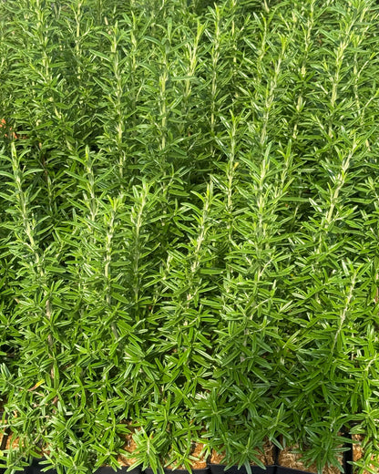  Finest Culinary Rosemary Bundle (6-Pack)