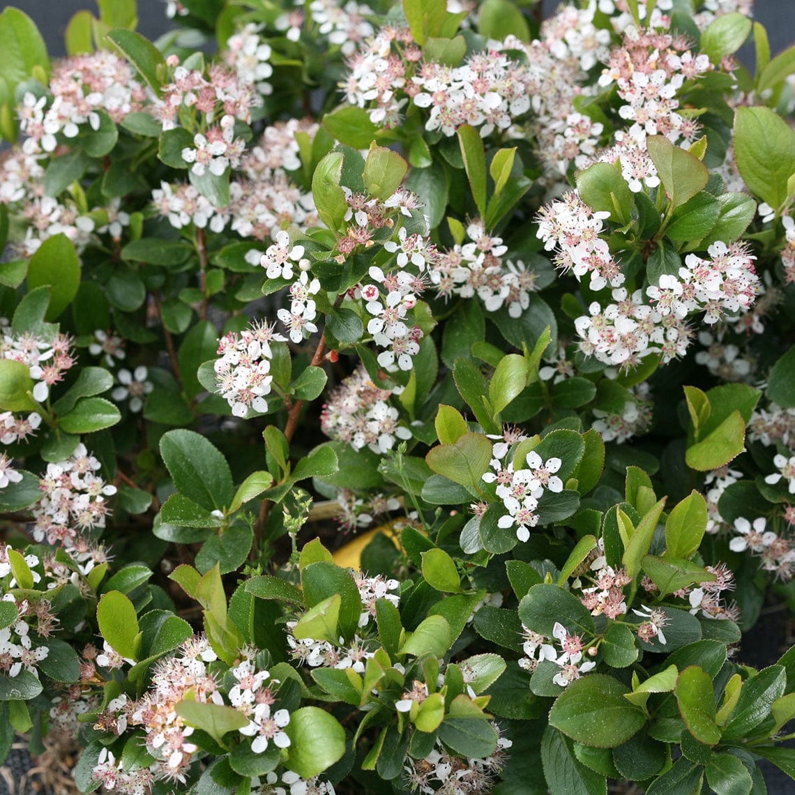  Low Scape Mound® Aronia