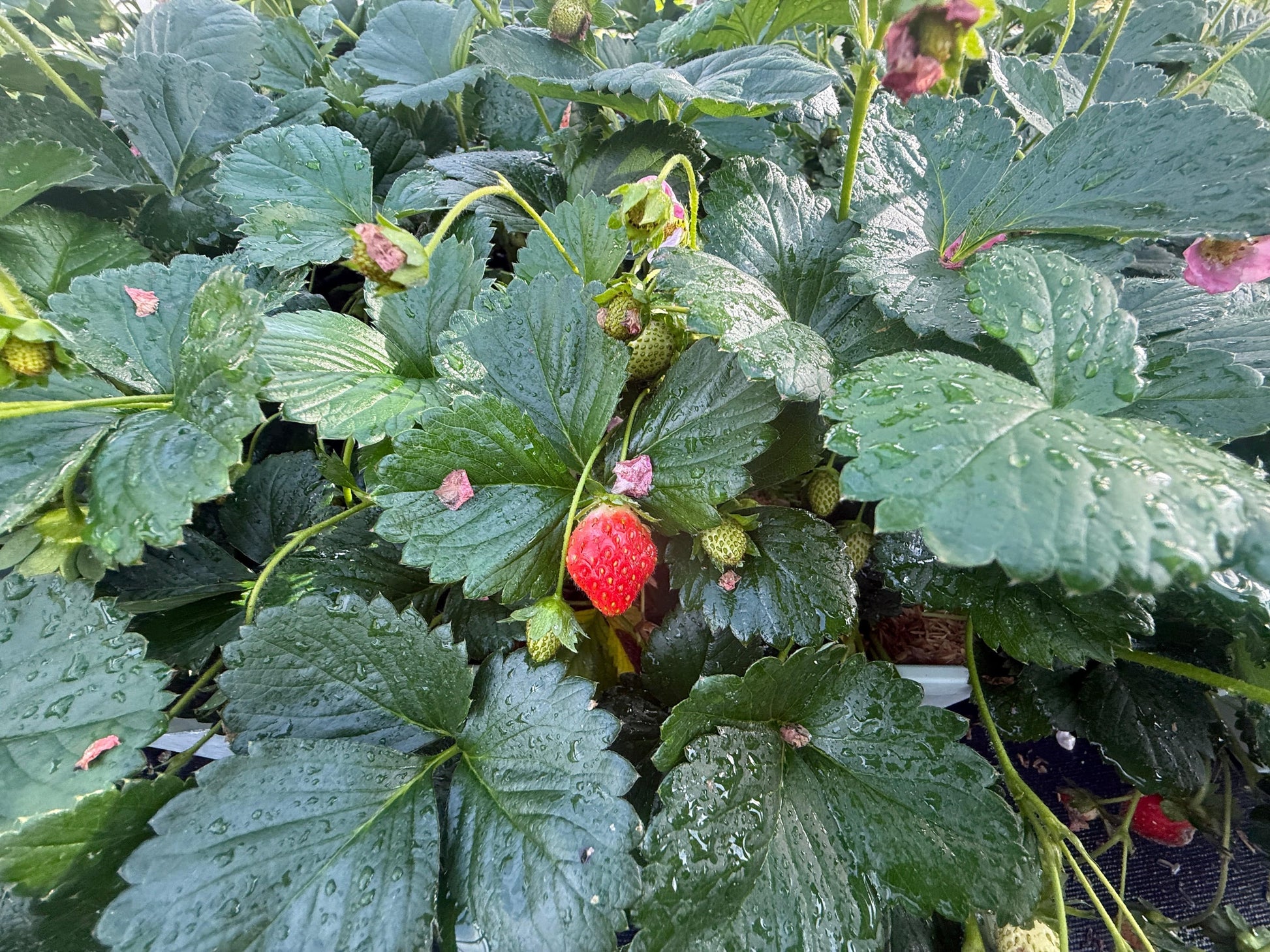  Bushel And Berry® Rosy Belle™ Strawberry