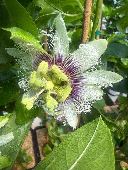  Bushel And Berry® Poppin’ Passion™ Passion Fruit