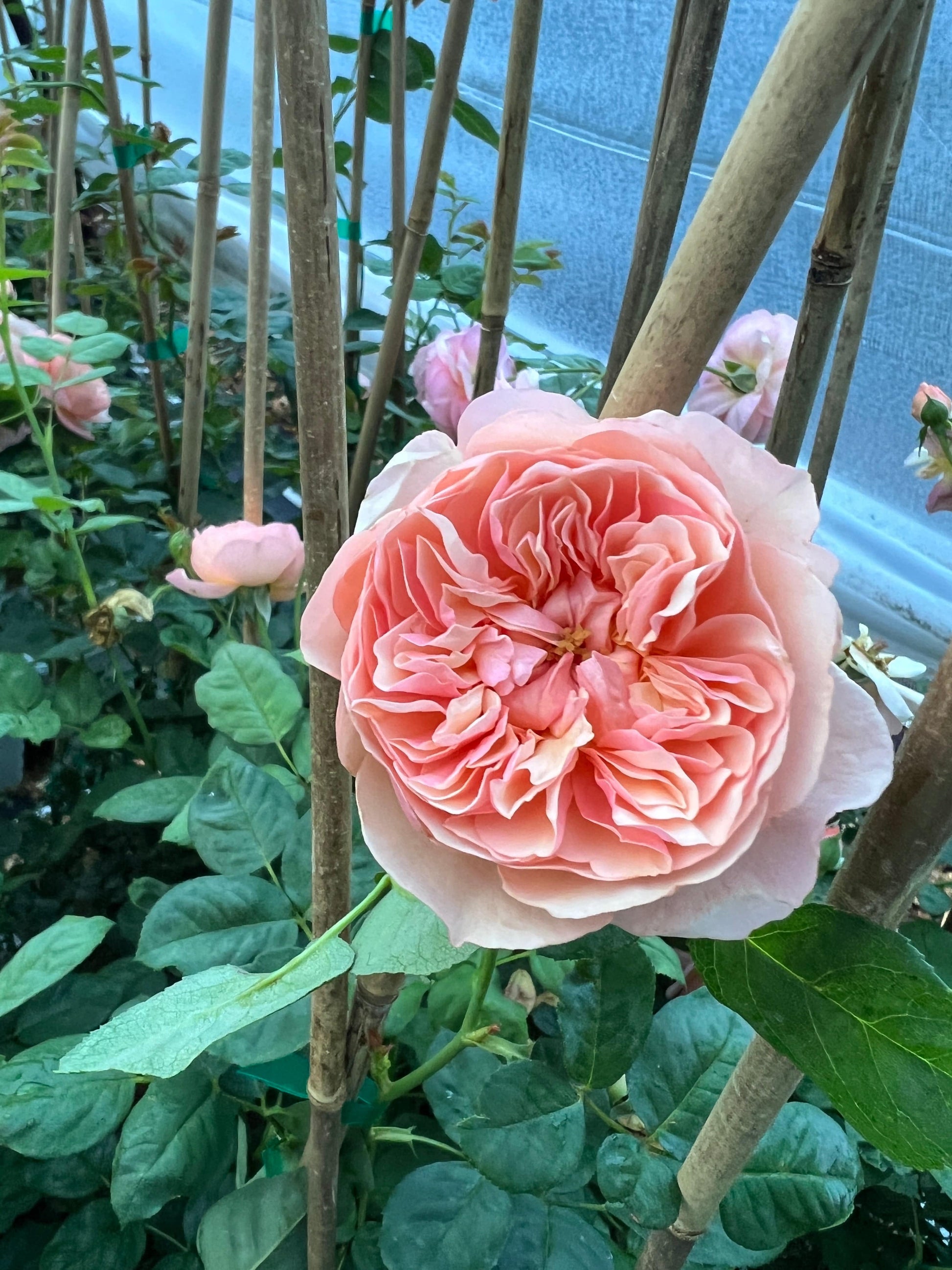  FLAVORETTE™ Honey-Apricot Rose