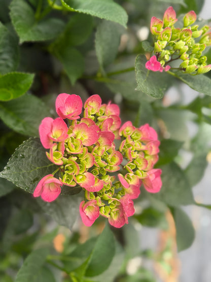  Akadama® Hydrangea