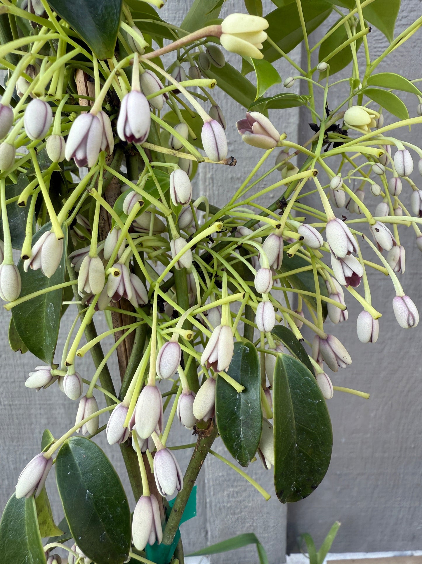  China Blue Vine (Purple)