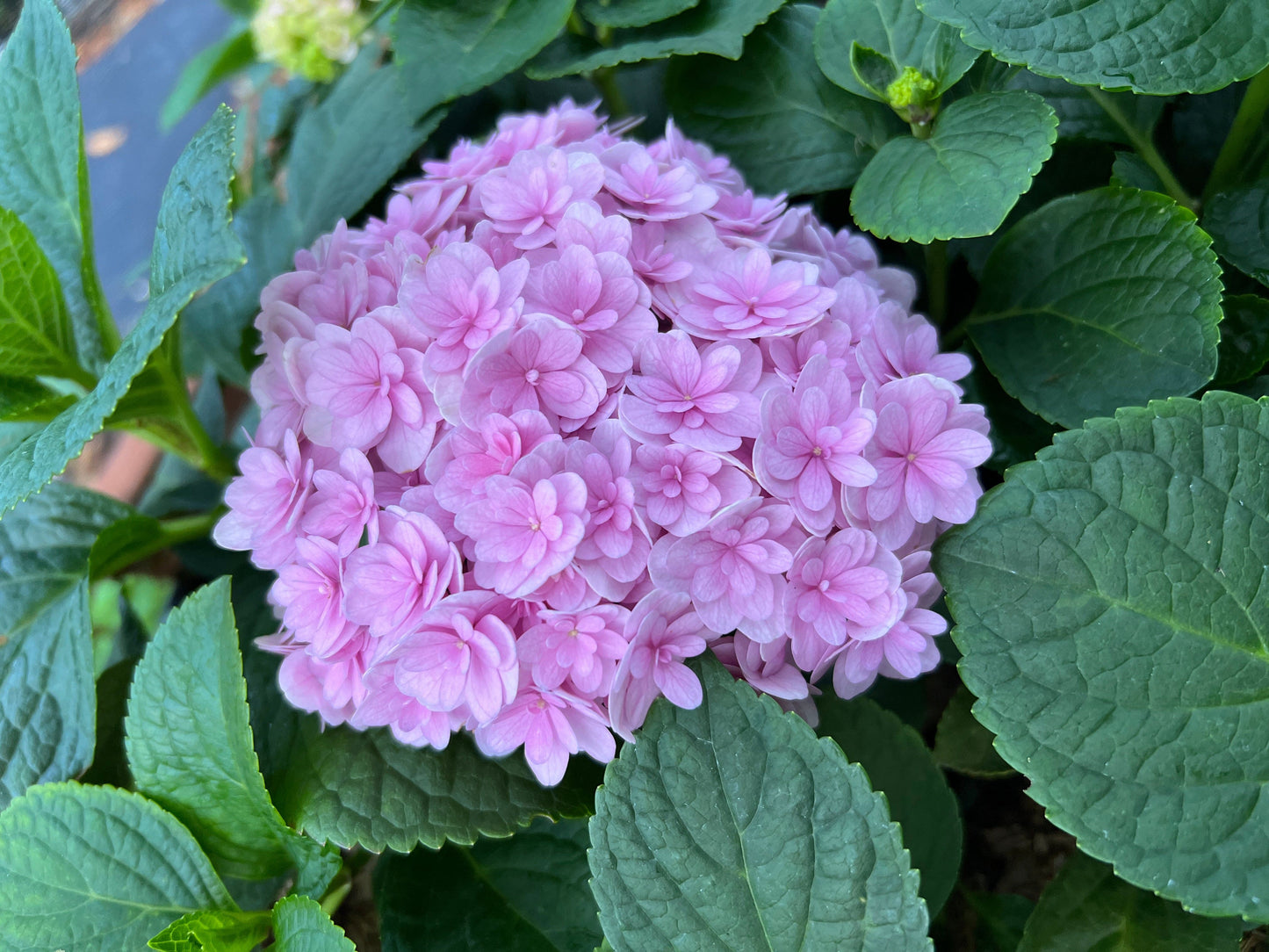  Double Down® Hydrangea