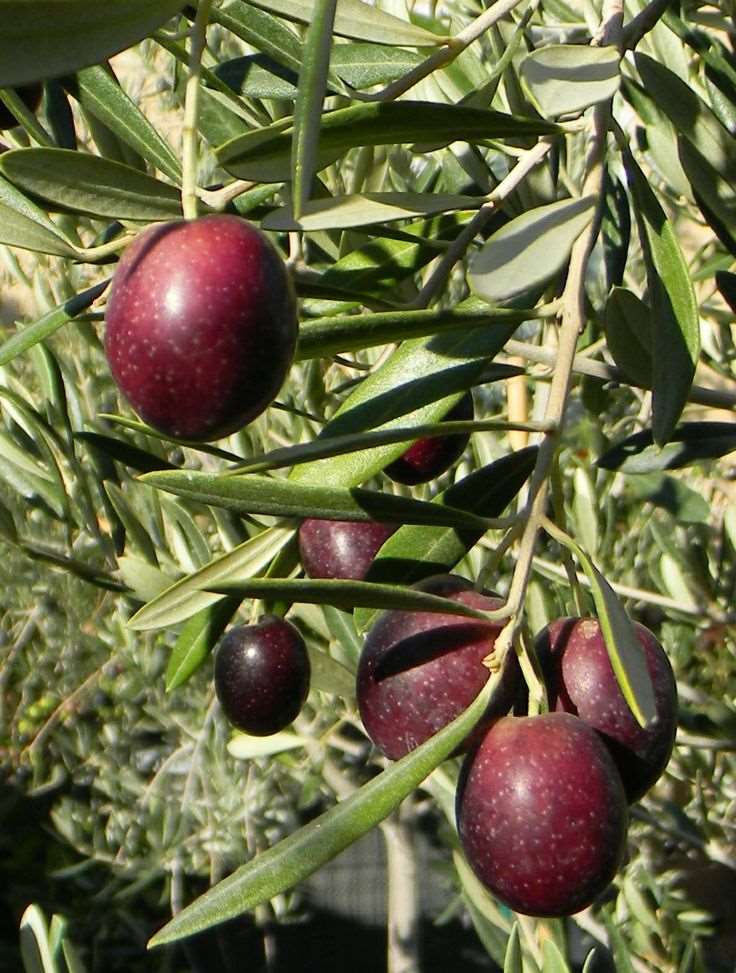  Leccino Olive