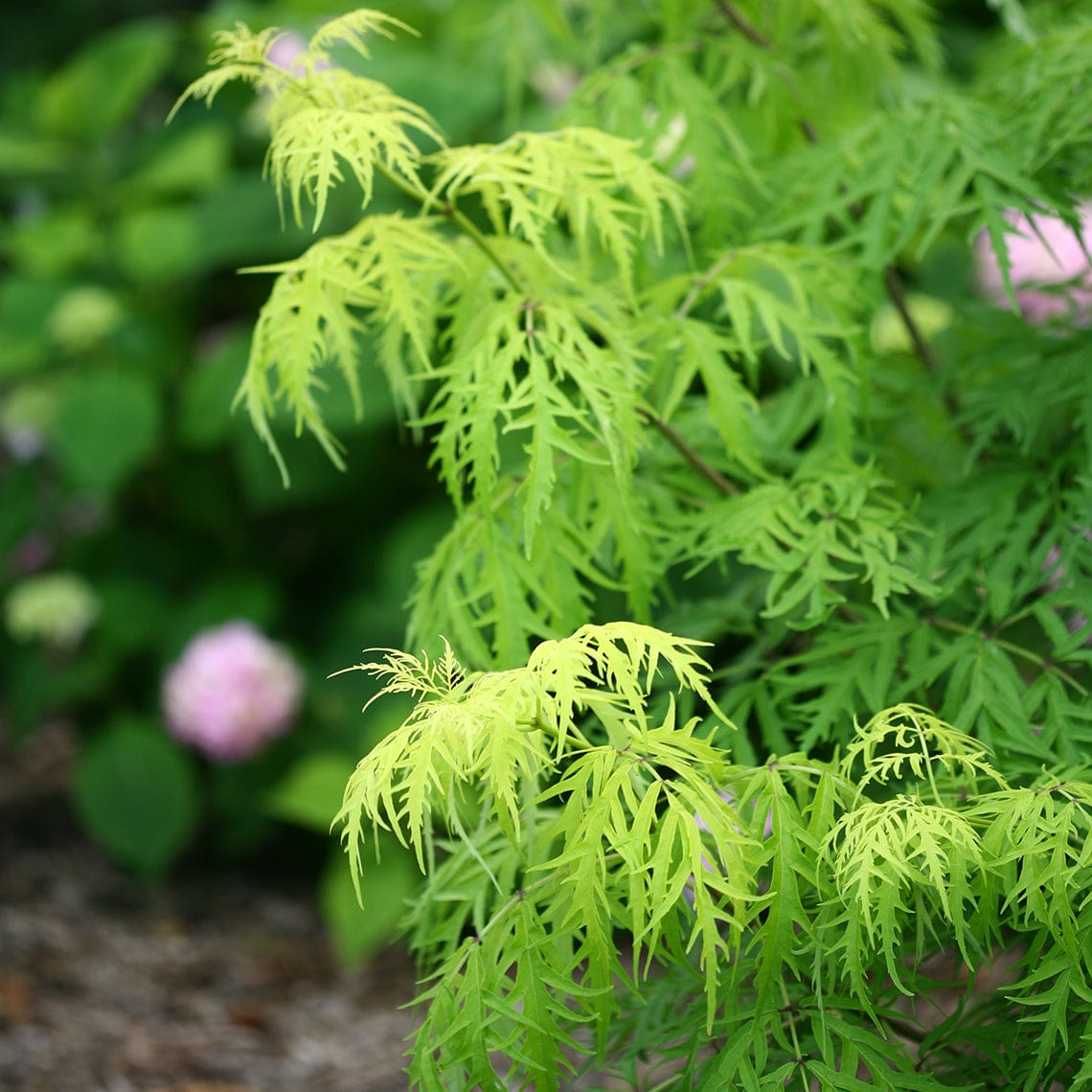  Lemony Lace® Elderberry