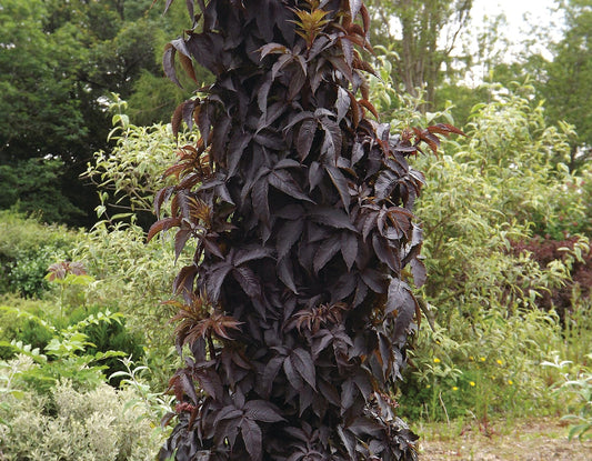  Black Tower™ Elderberry