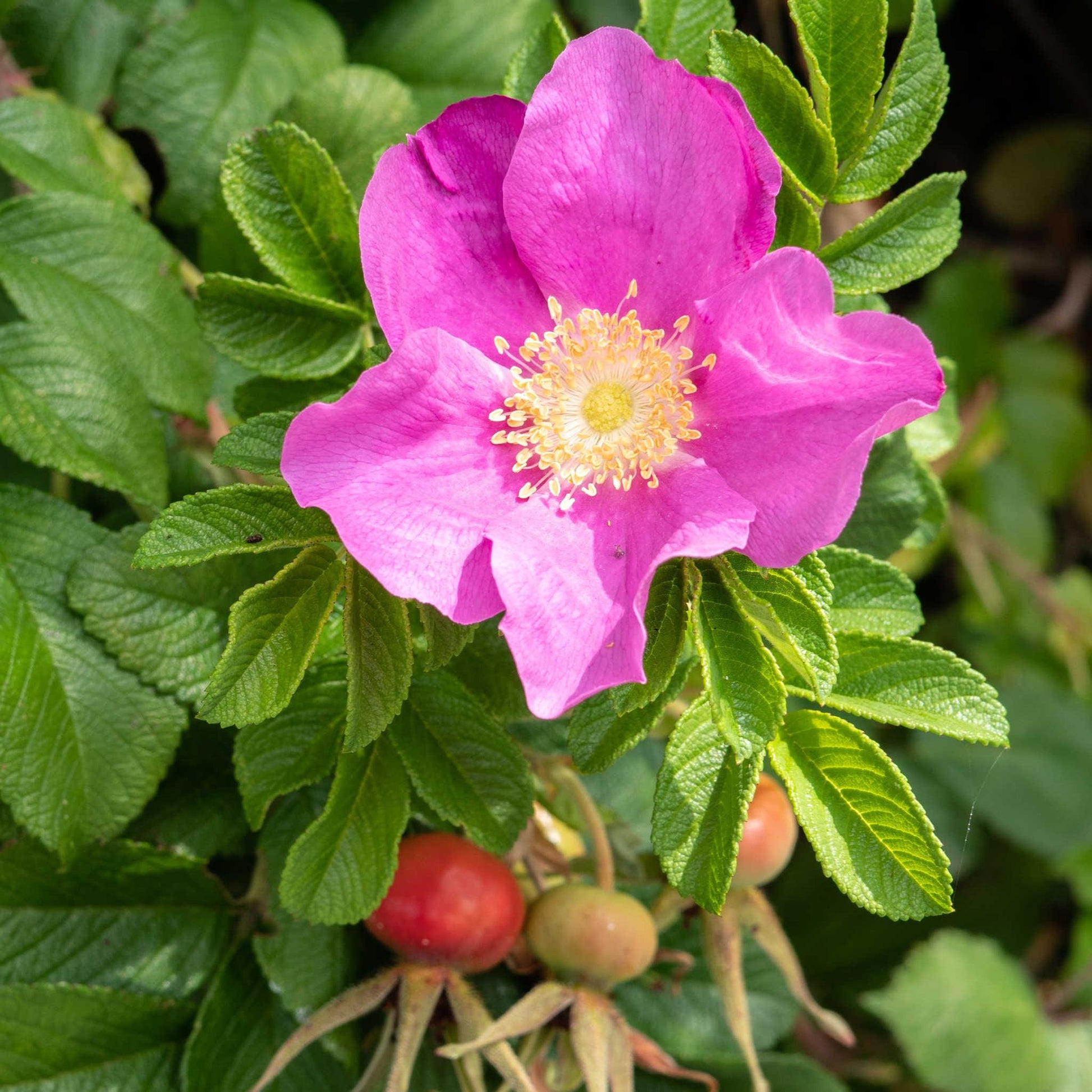  Dart's Dash Rose