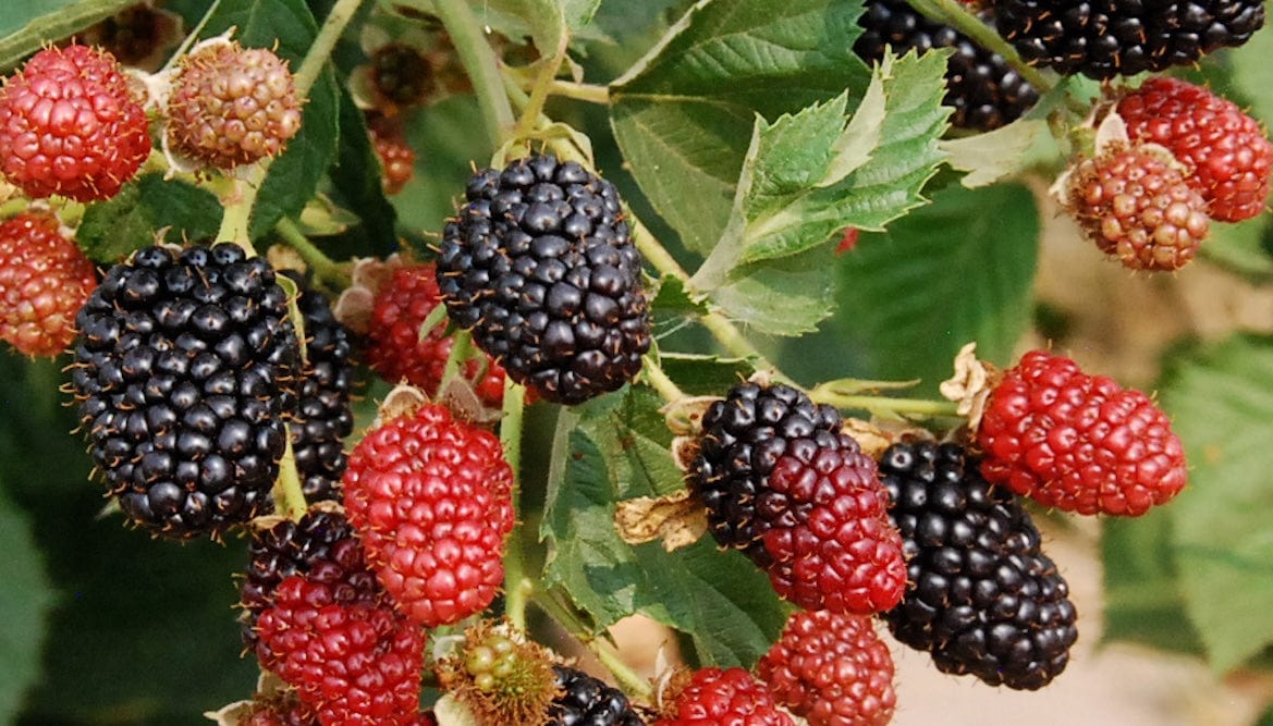  Thunderhead Blackberry