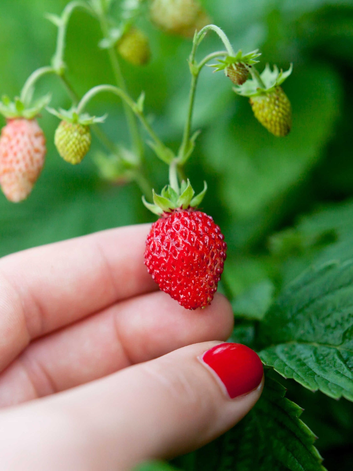  Reine Des Vallees Alpine Strawberry
