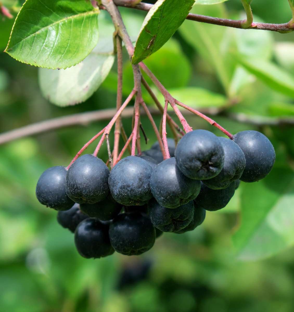  McKenzie Aronia