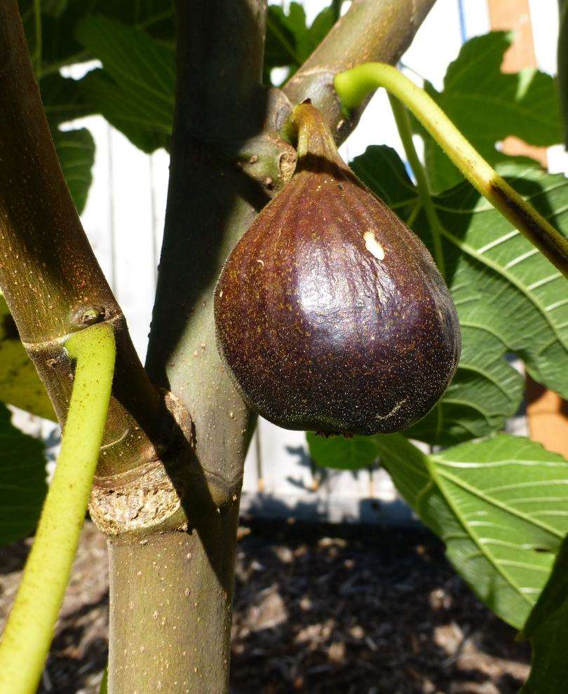  Beall Fig