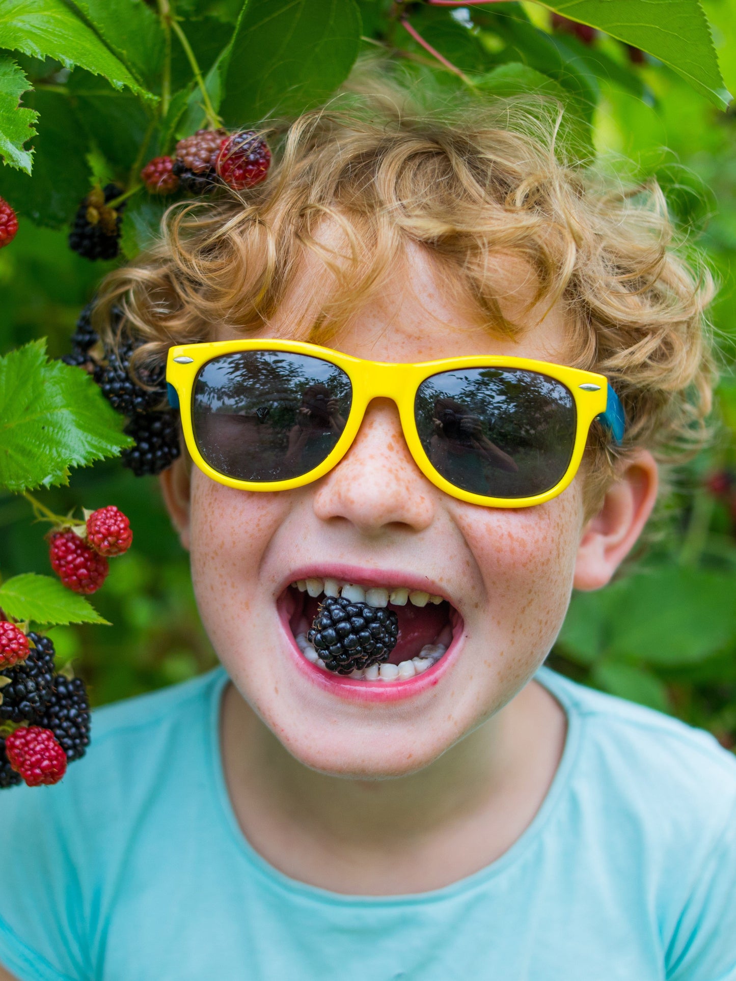  Raintree KIDS! Arapaho Thornless Blackberry