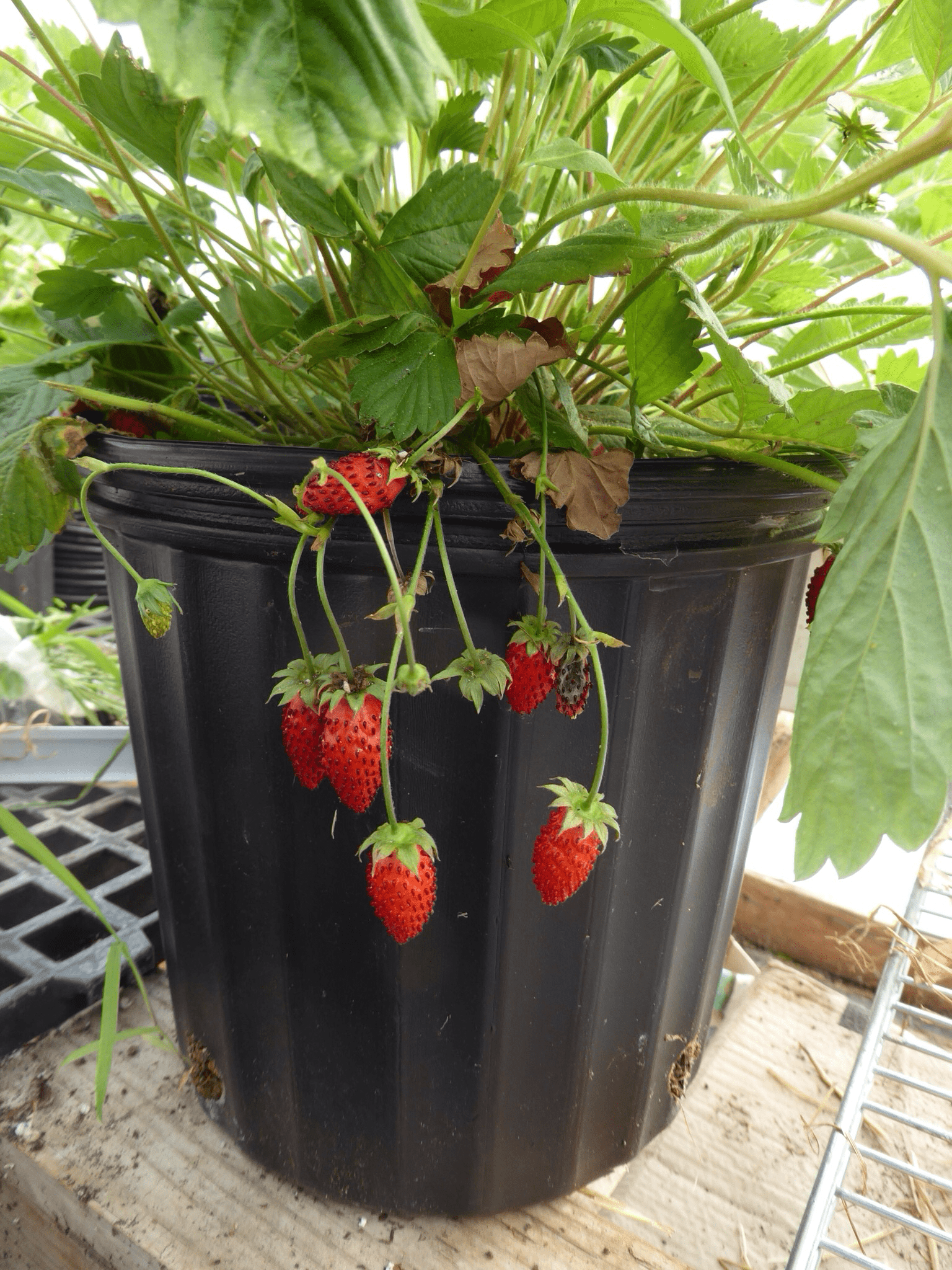  Bowlenzauber Alpine Strawberry